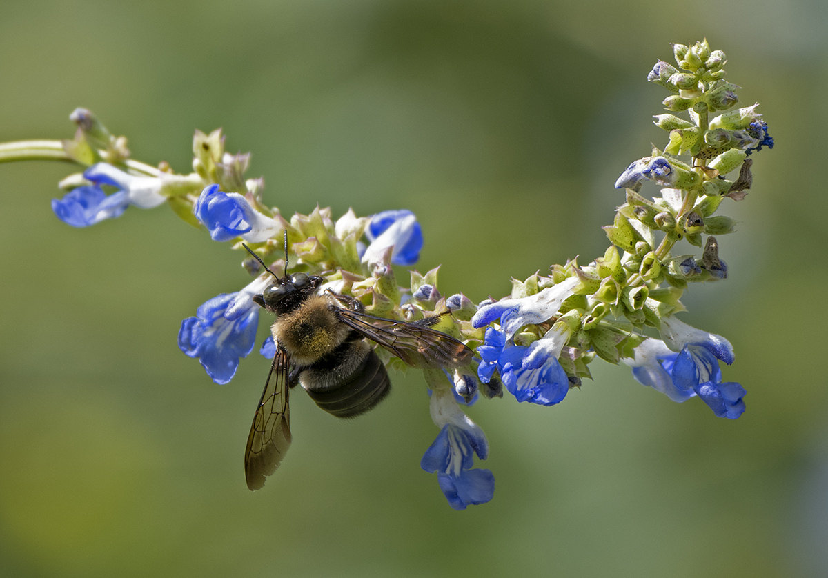 Bee at work