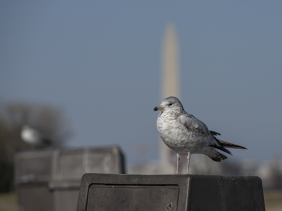 Posing in front of the Washington Monument