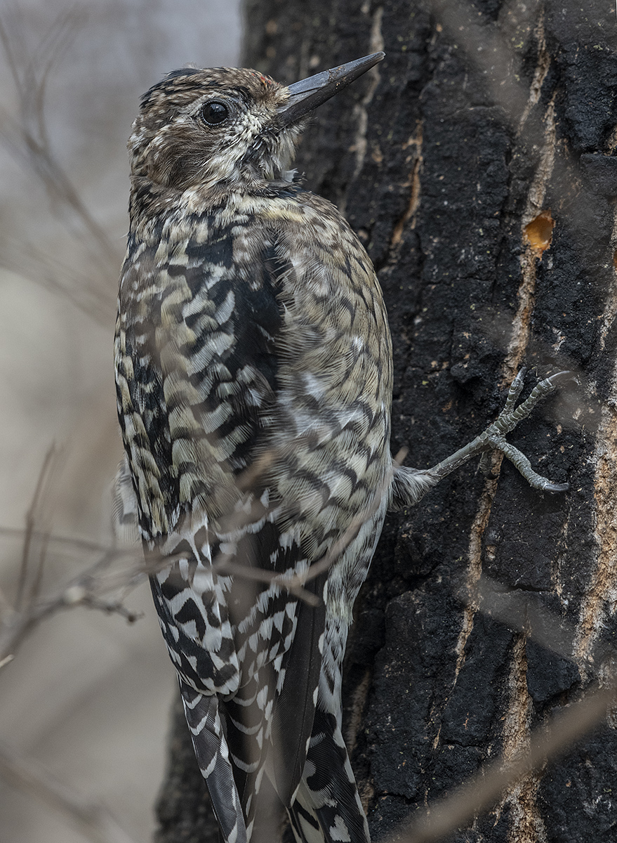 My first woodpecker