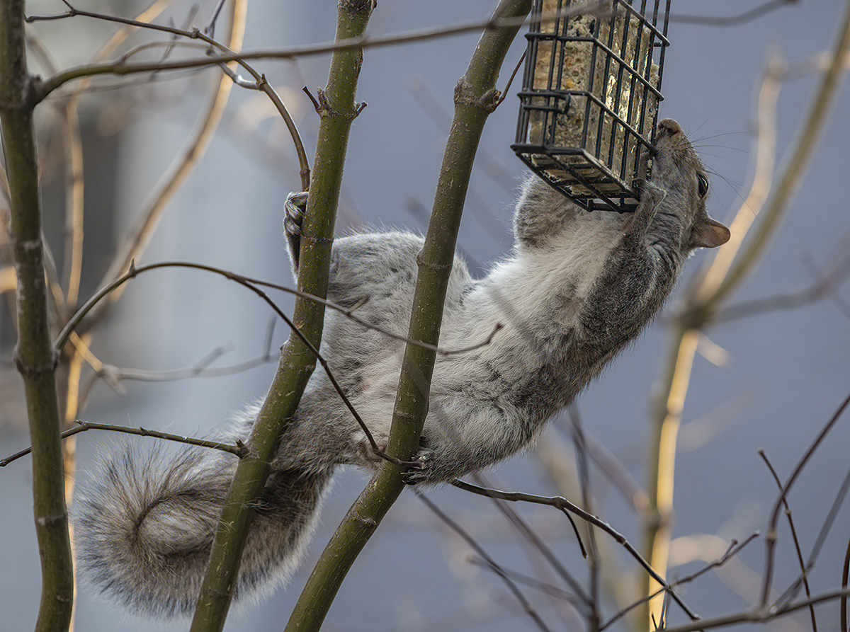 The acrobat