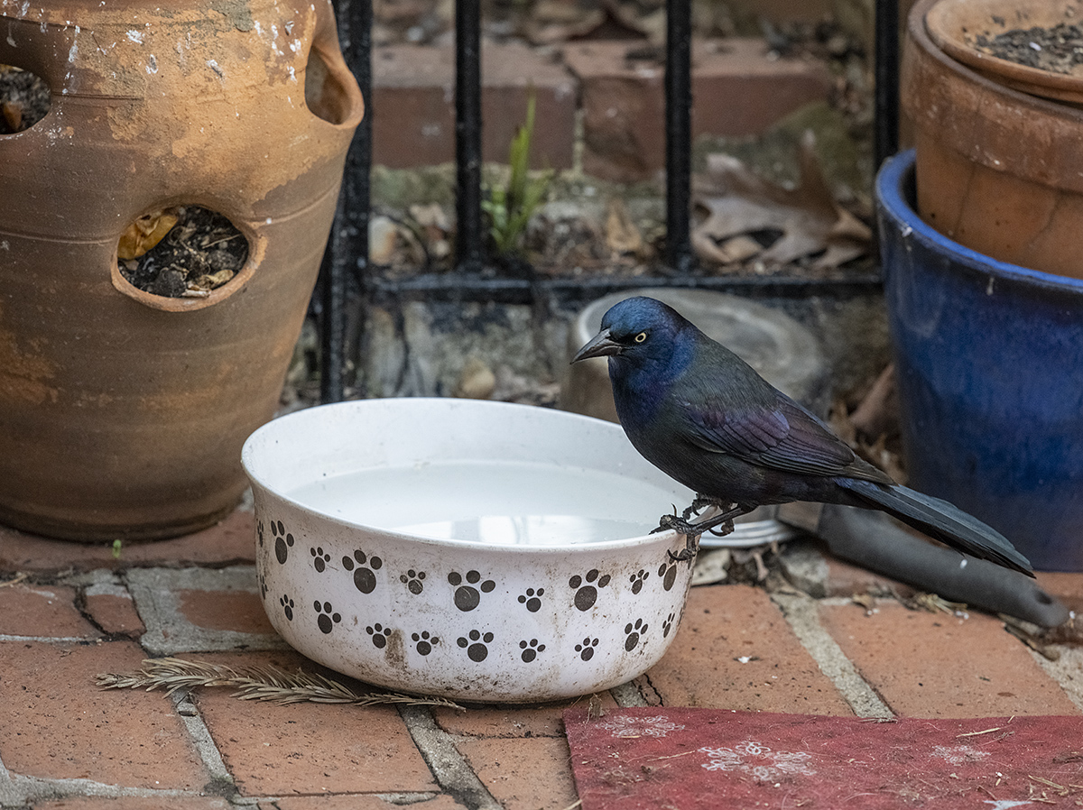 Grackle at the doggy bowl