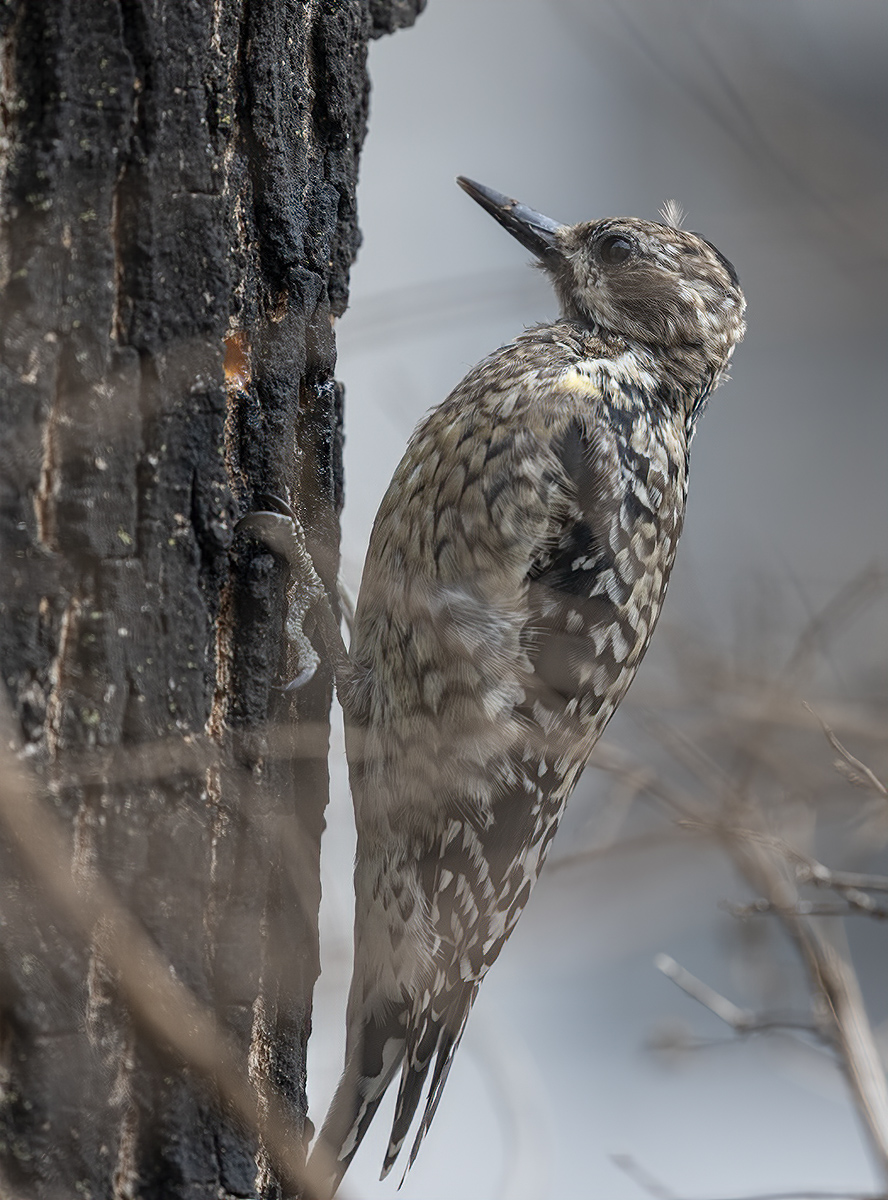Yellow-bellied sapsucker, again