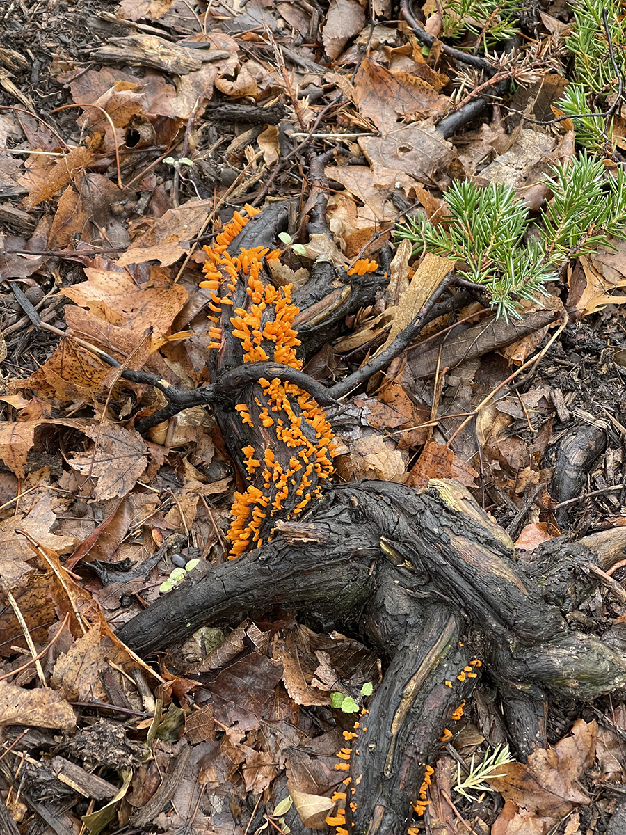 Orange stuff
