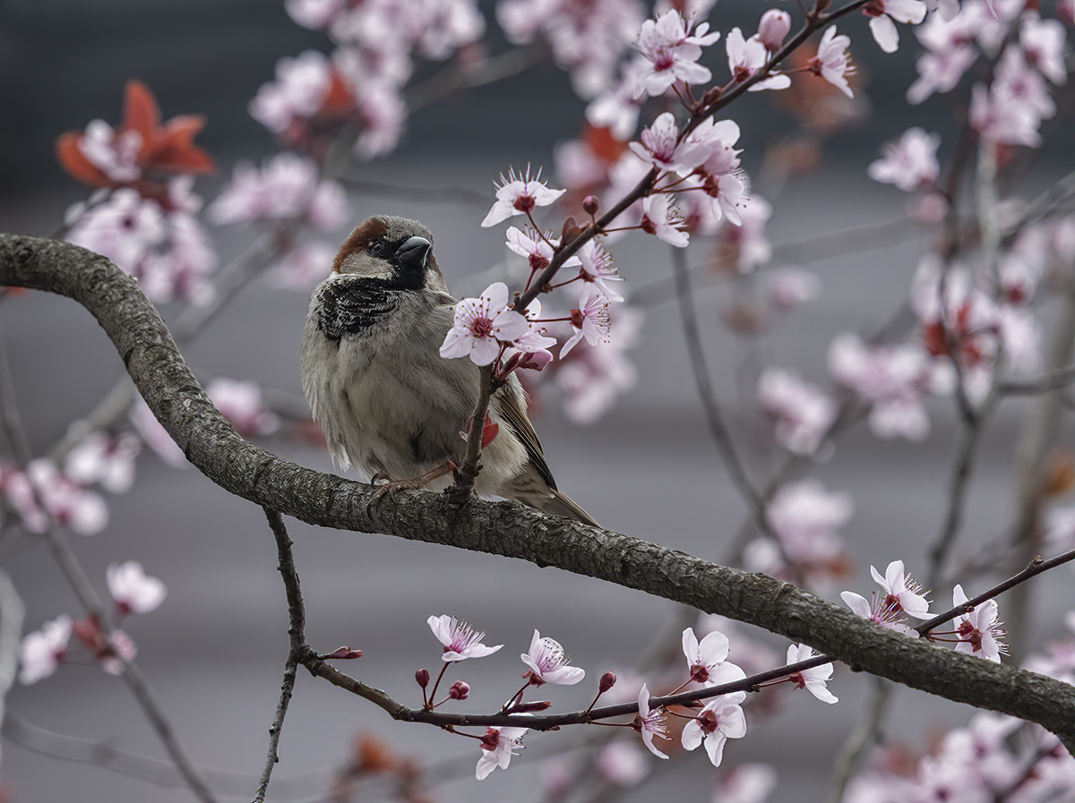 Sparrow enjoying the arrival of spring