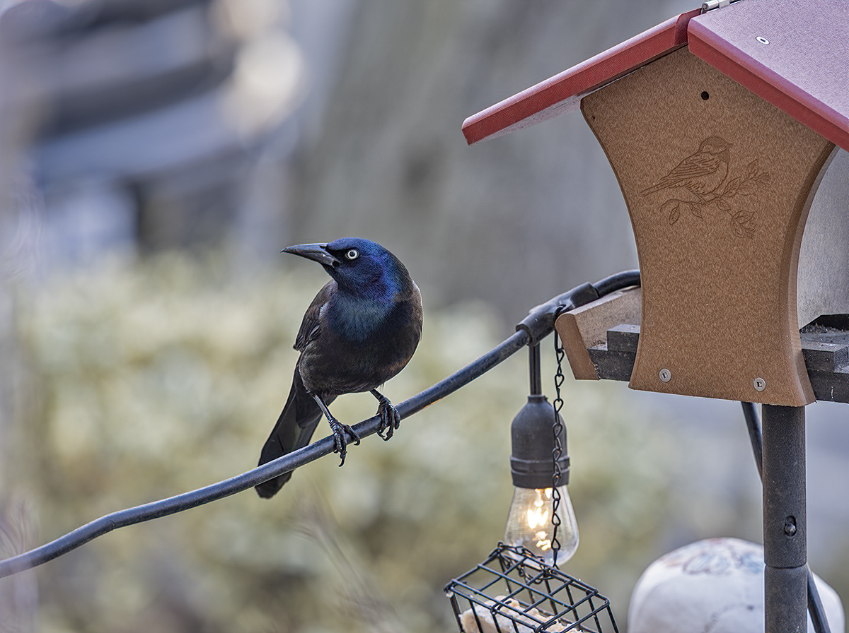 Second biggest jerk at the feeder