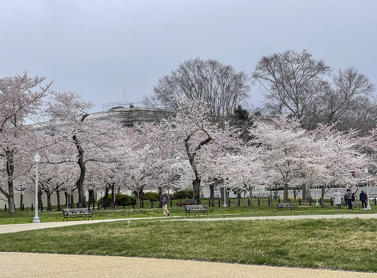 The last of the cherry blossoms