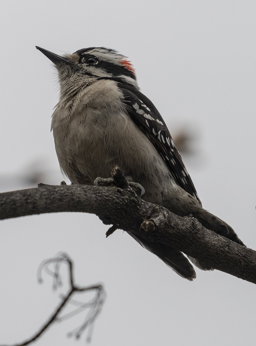 Another elusive woodpecker