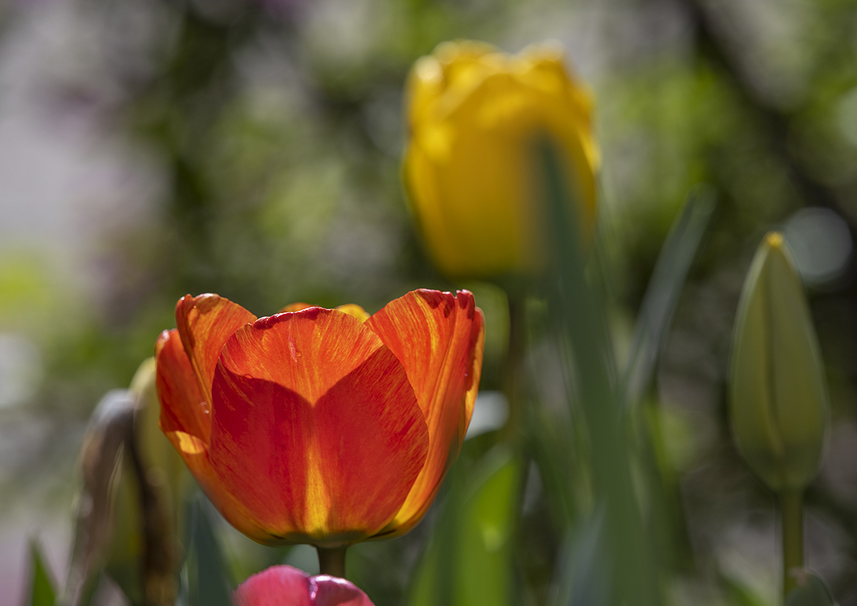 Tulip time