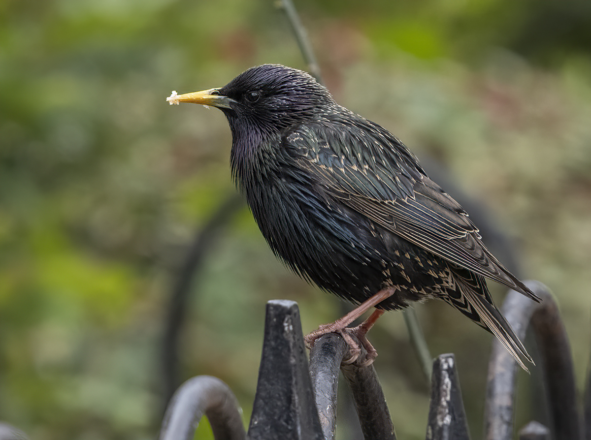 Next-door starling
