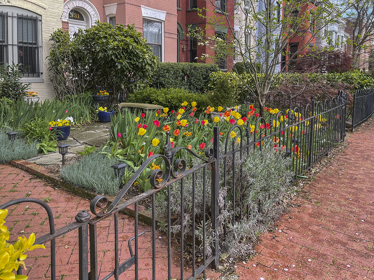 The tulip garden
