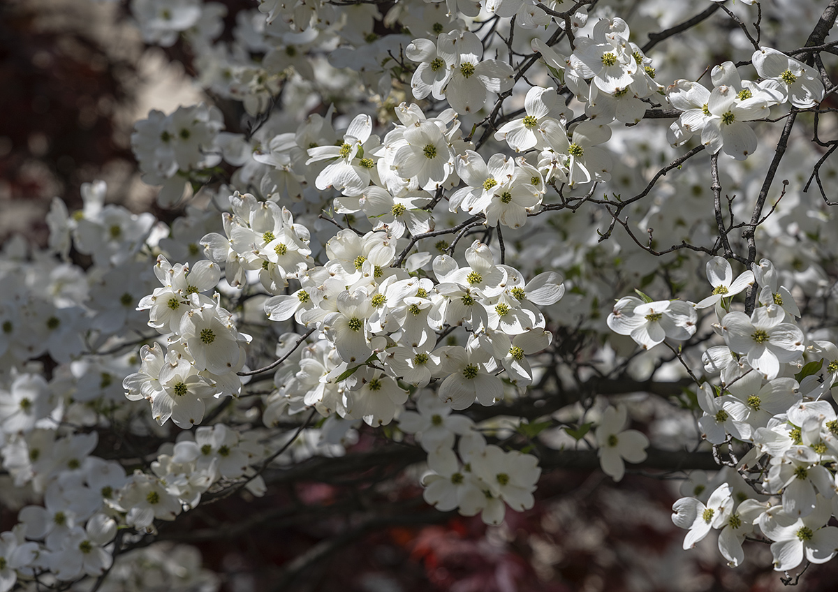 Profusion