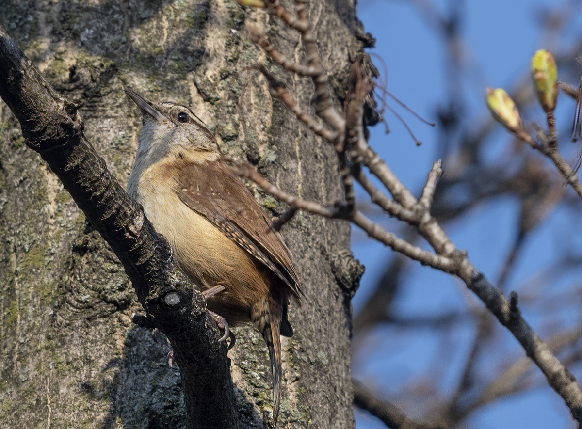 New bird on the block