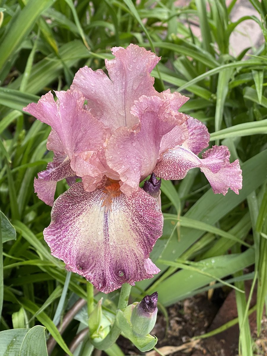 My favorite iris