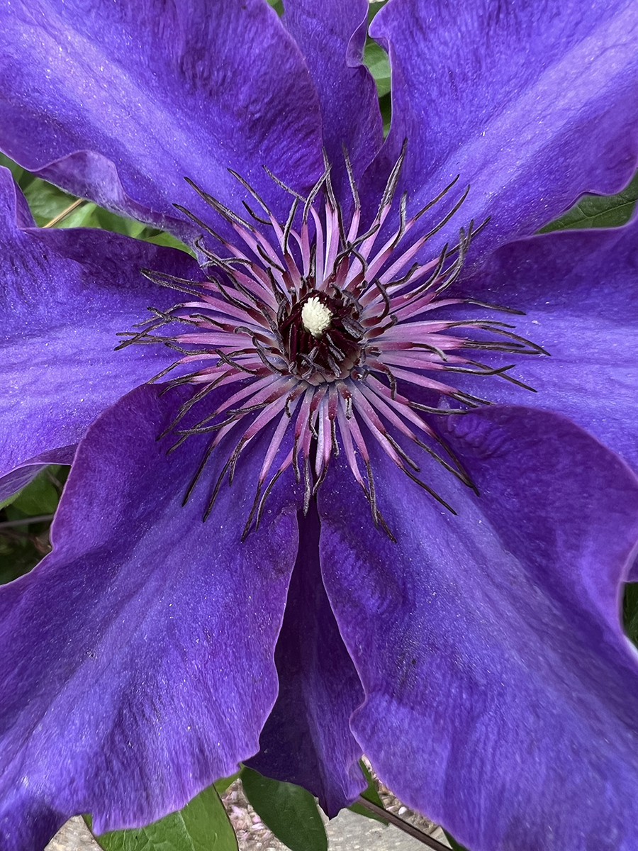 Clematis up close