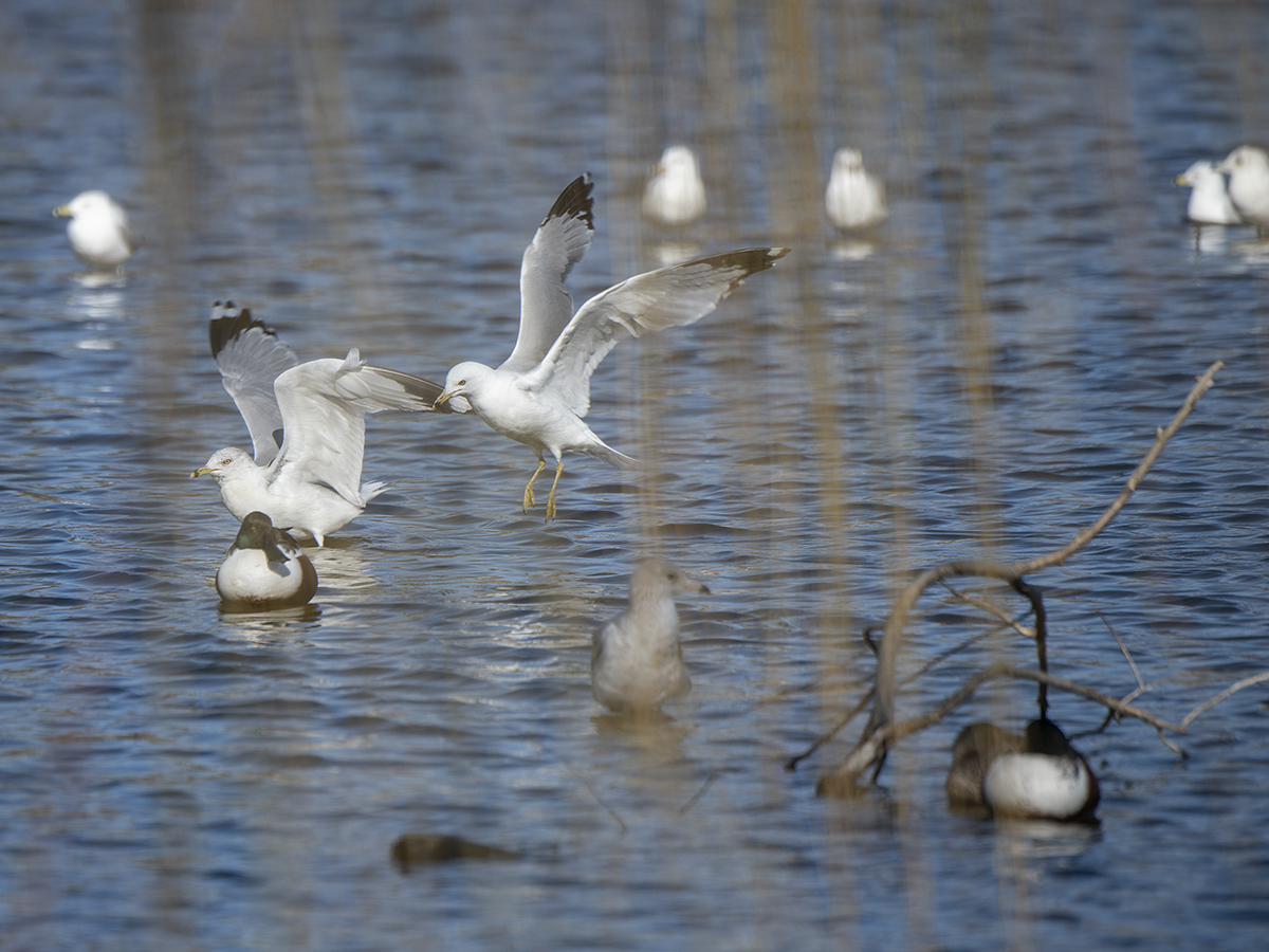 Coming in for a landing