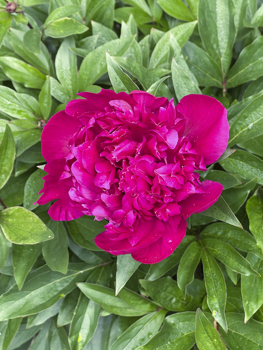 Miracle peony