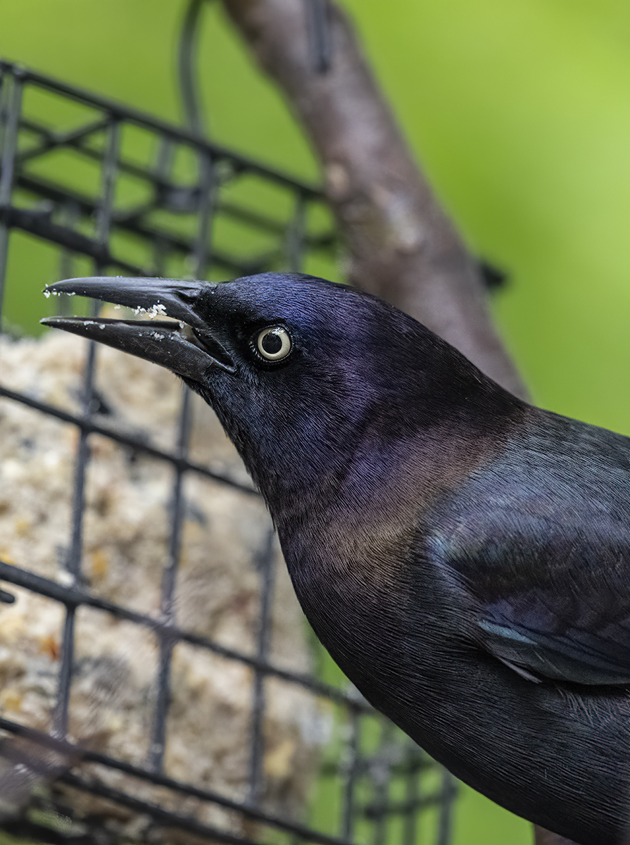 Hungry grackle