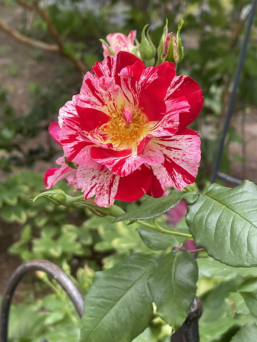 Too pretty to pass up