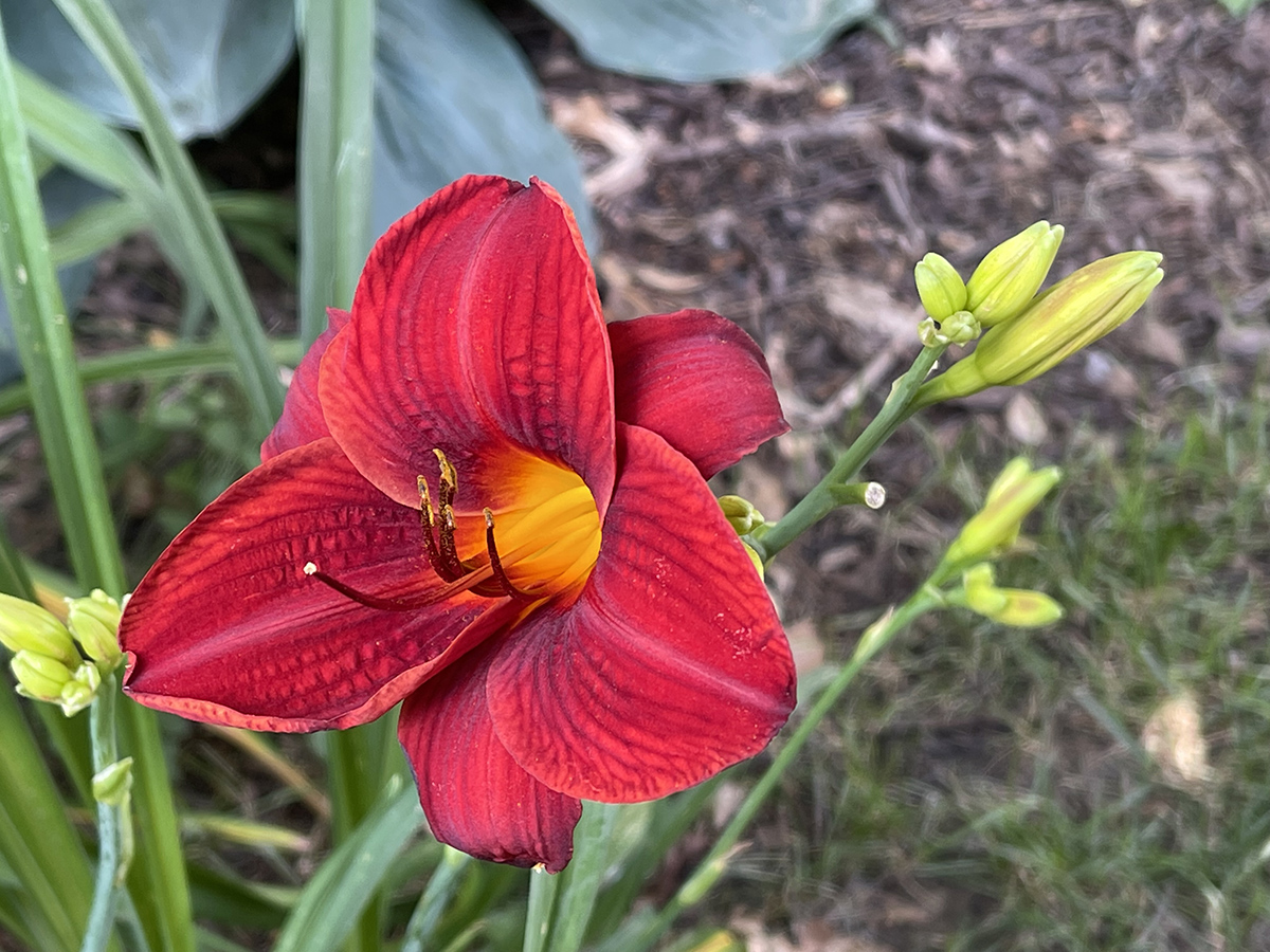 Fiery daylily