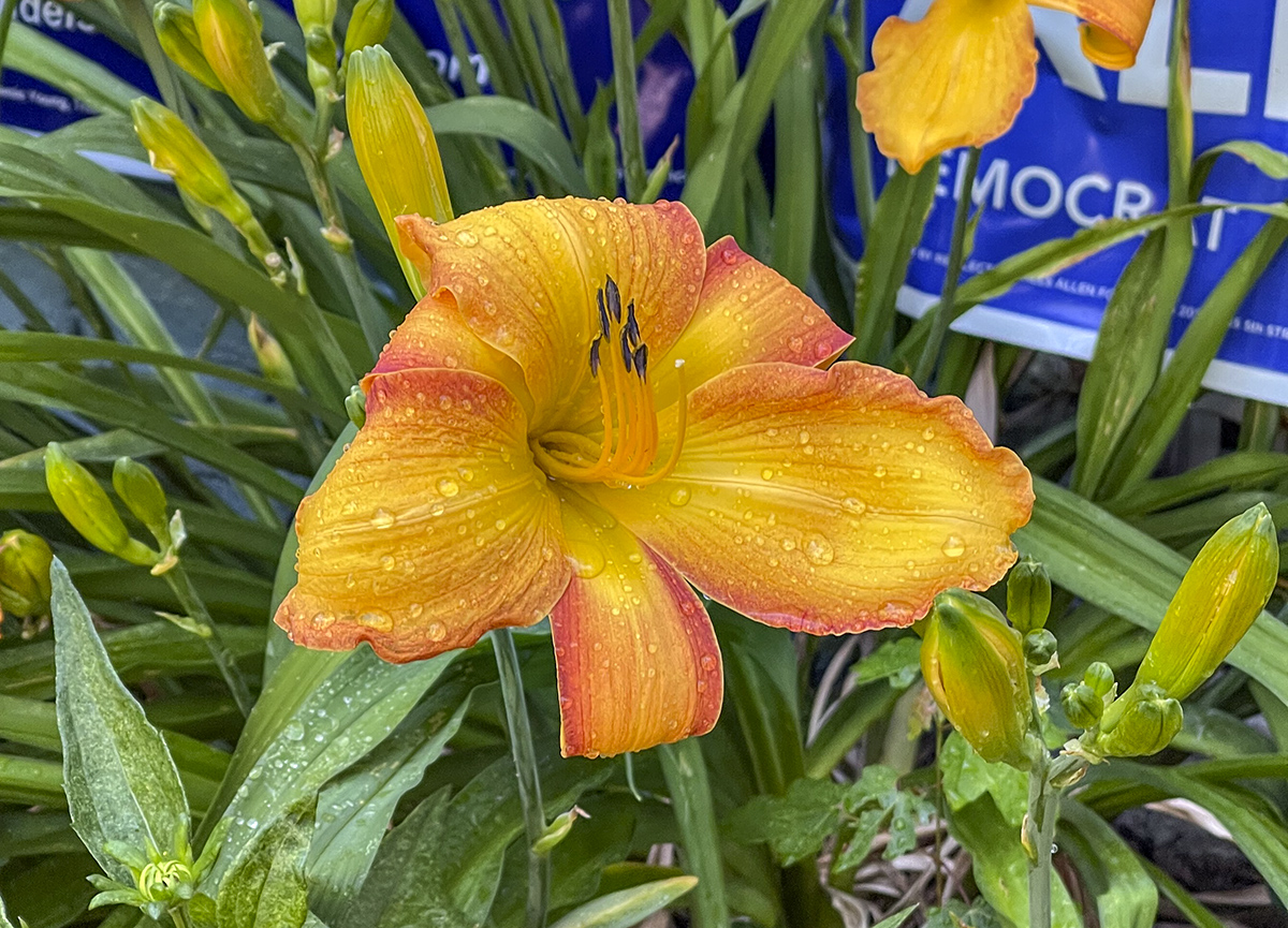 Political daylily