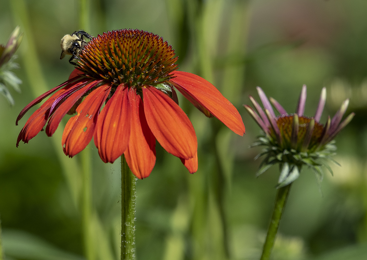 Busy bee