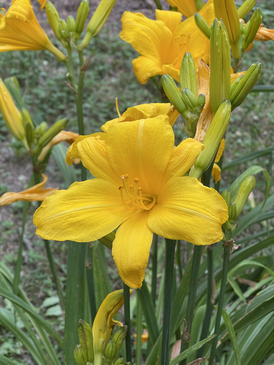 Not-so-mellow yellow