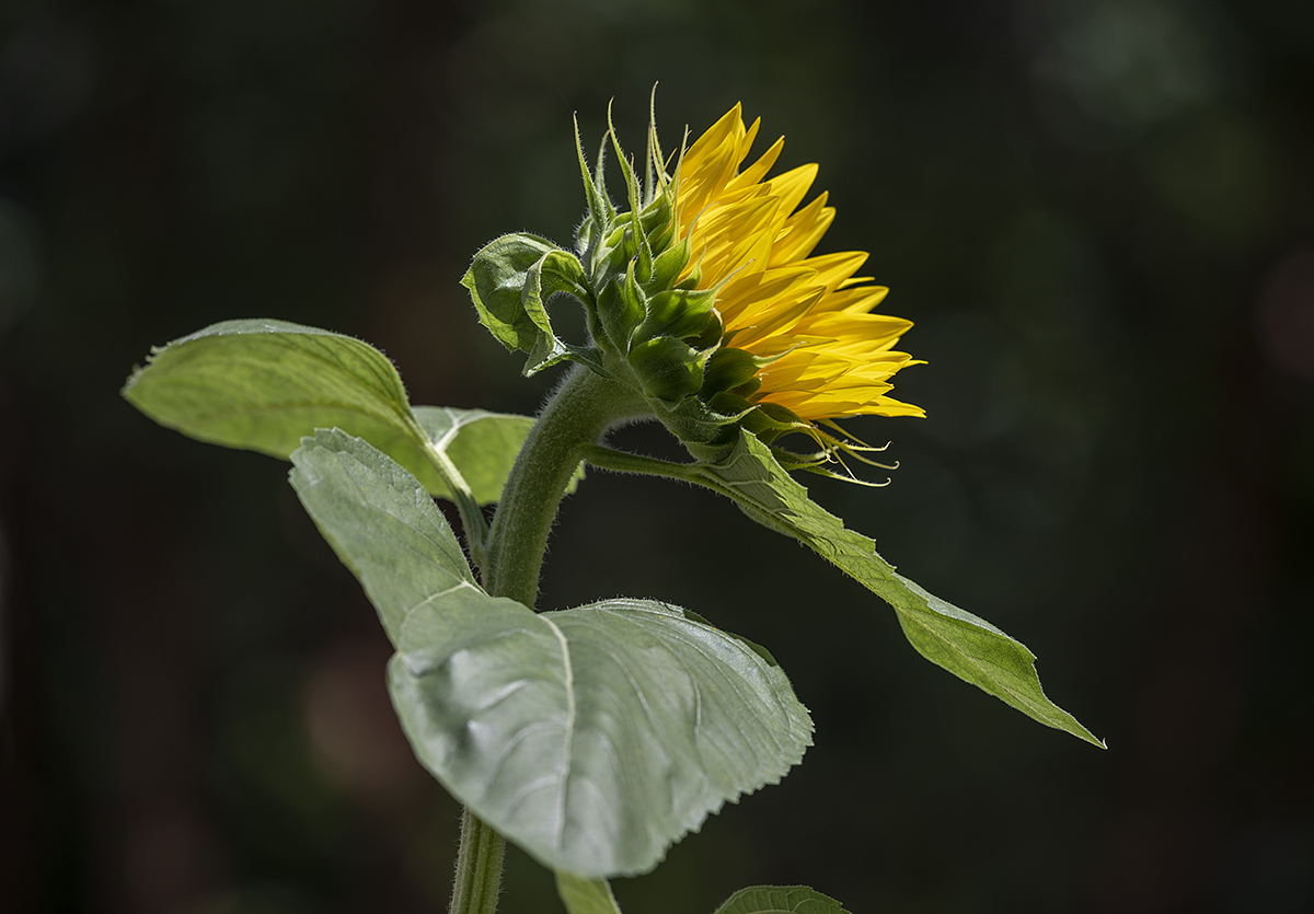 Reaching for the sun