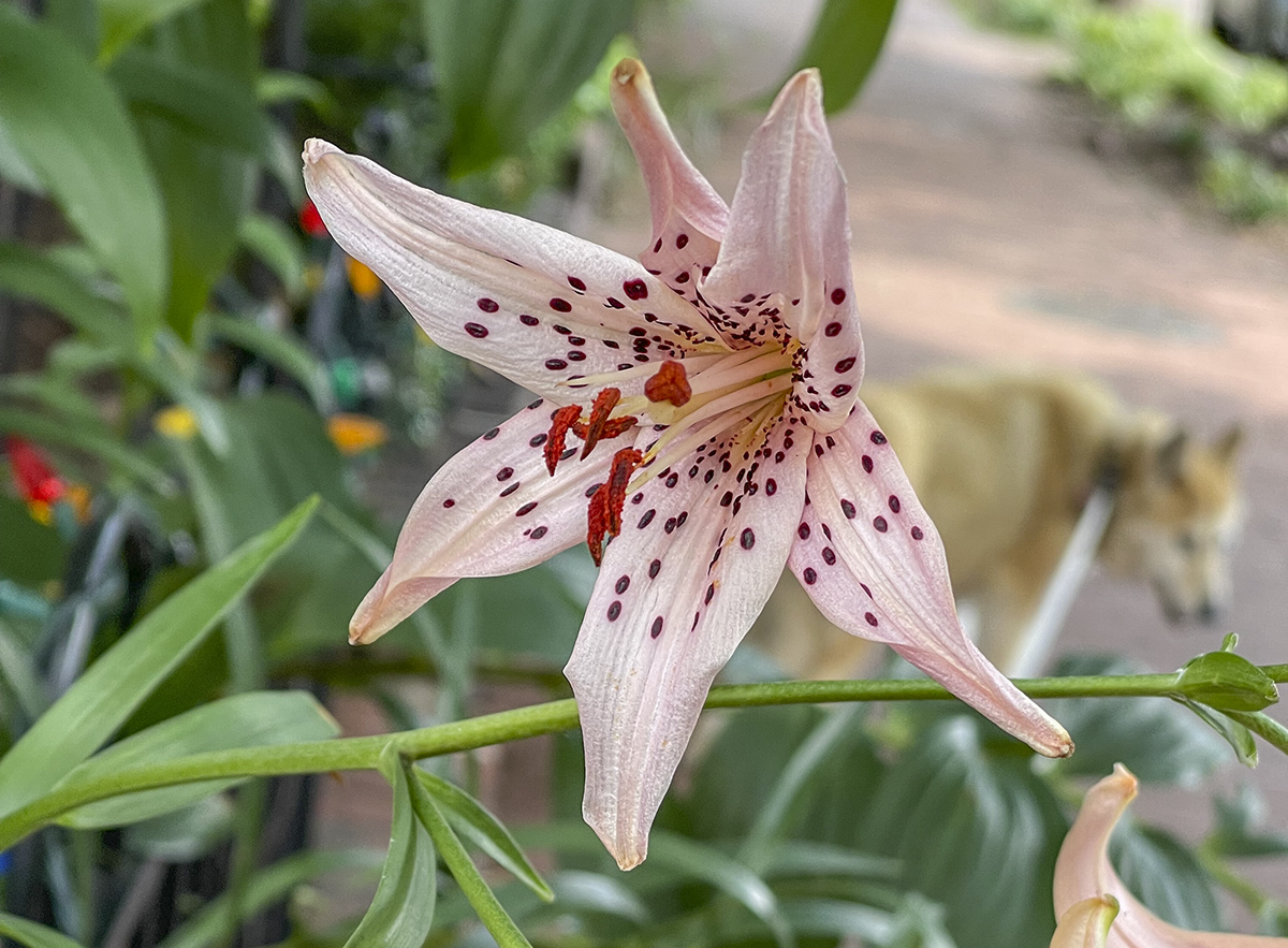 Sahraa and the lily