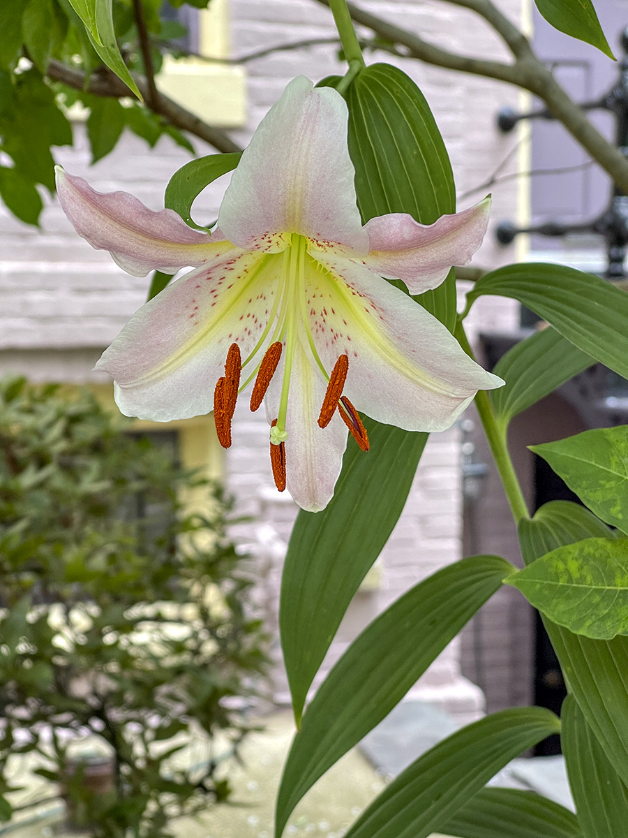 One of my lilies