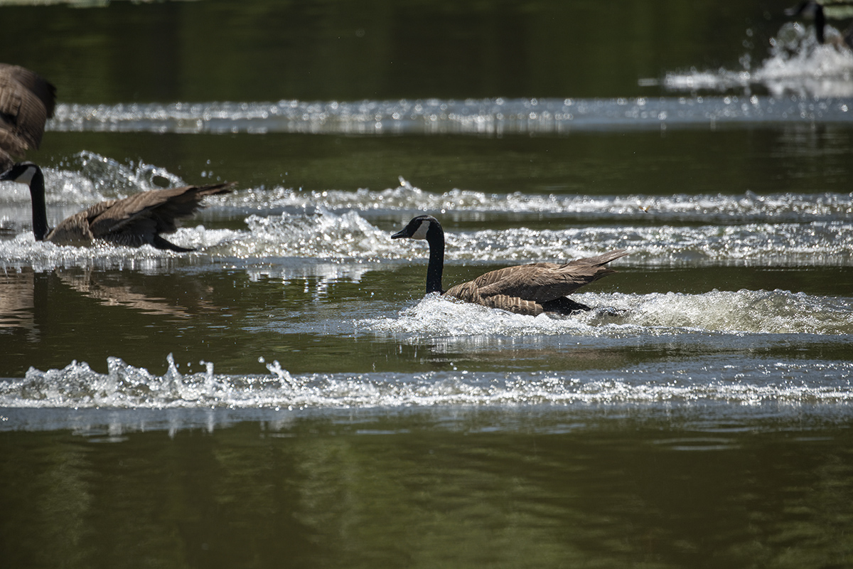Goose lines
