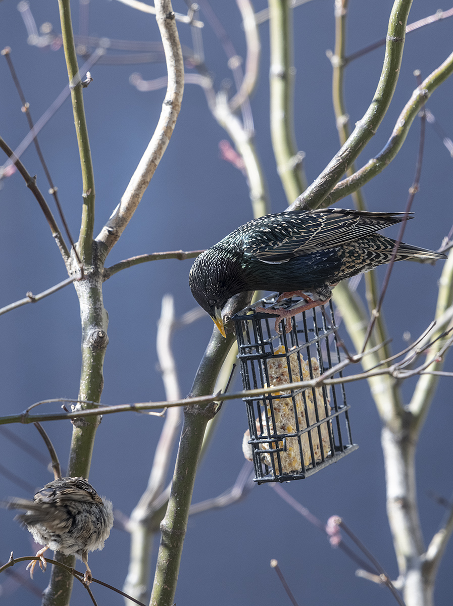 Pondering starling