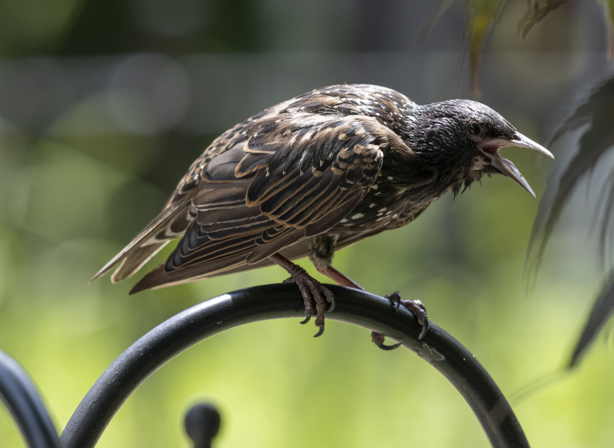 Hot starling