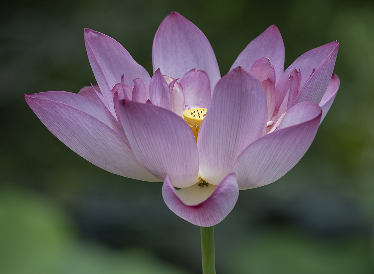 Heart of the lotus