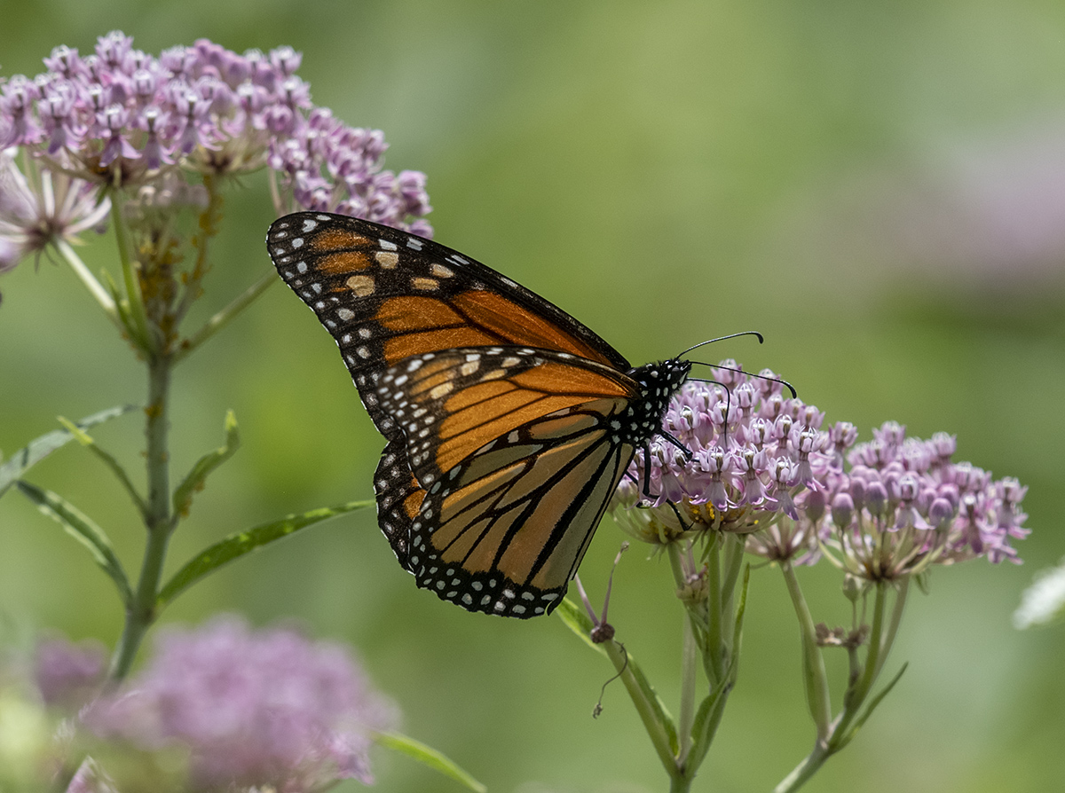 Return of the butterfly
