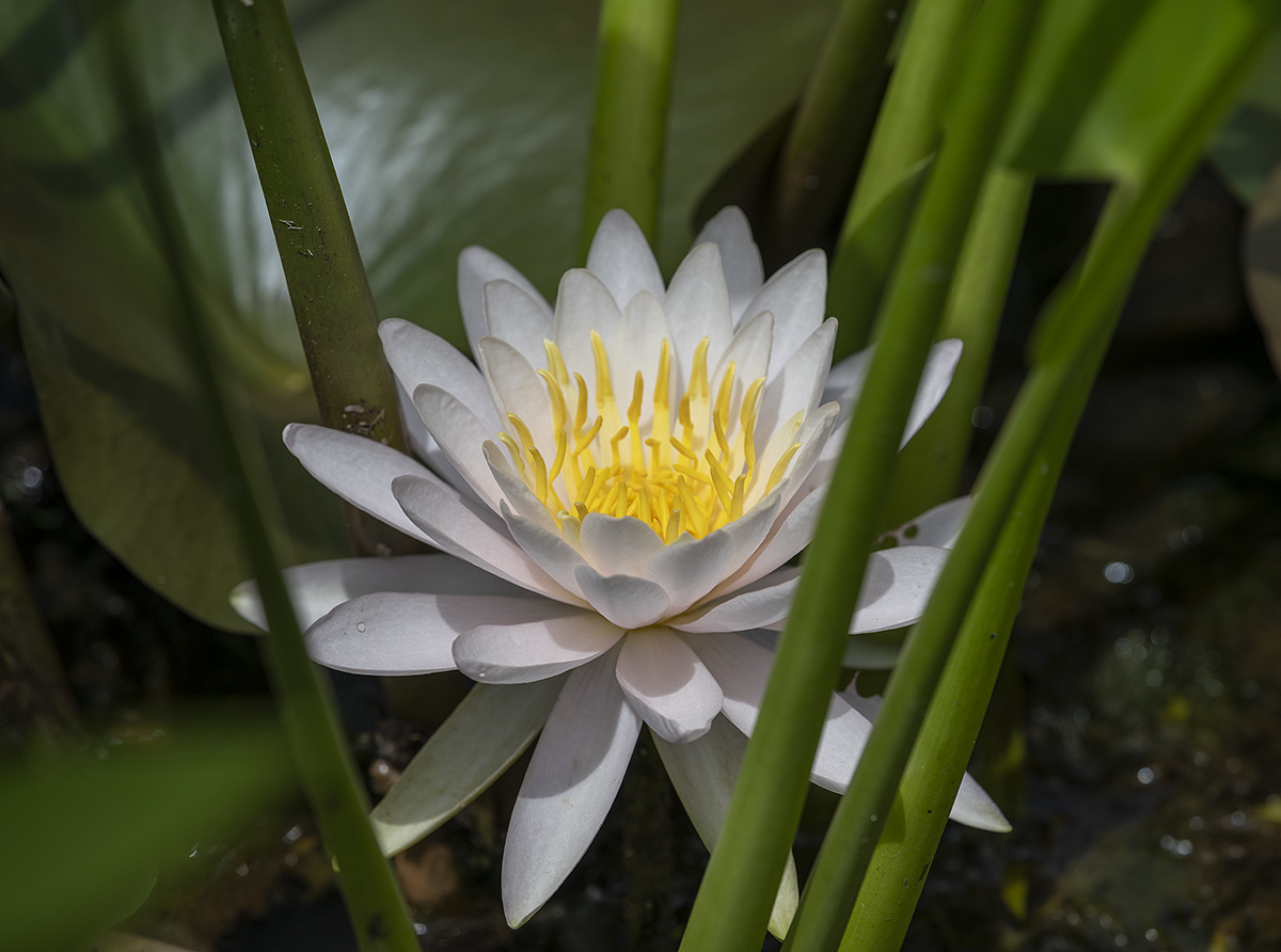 Water lily