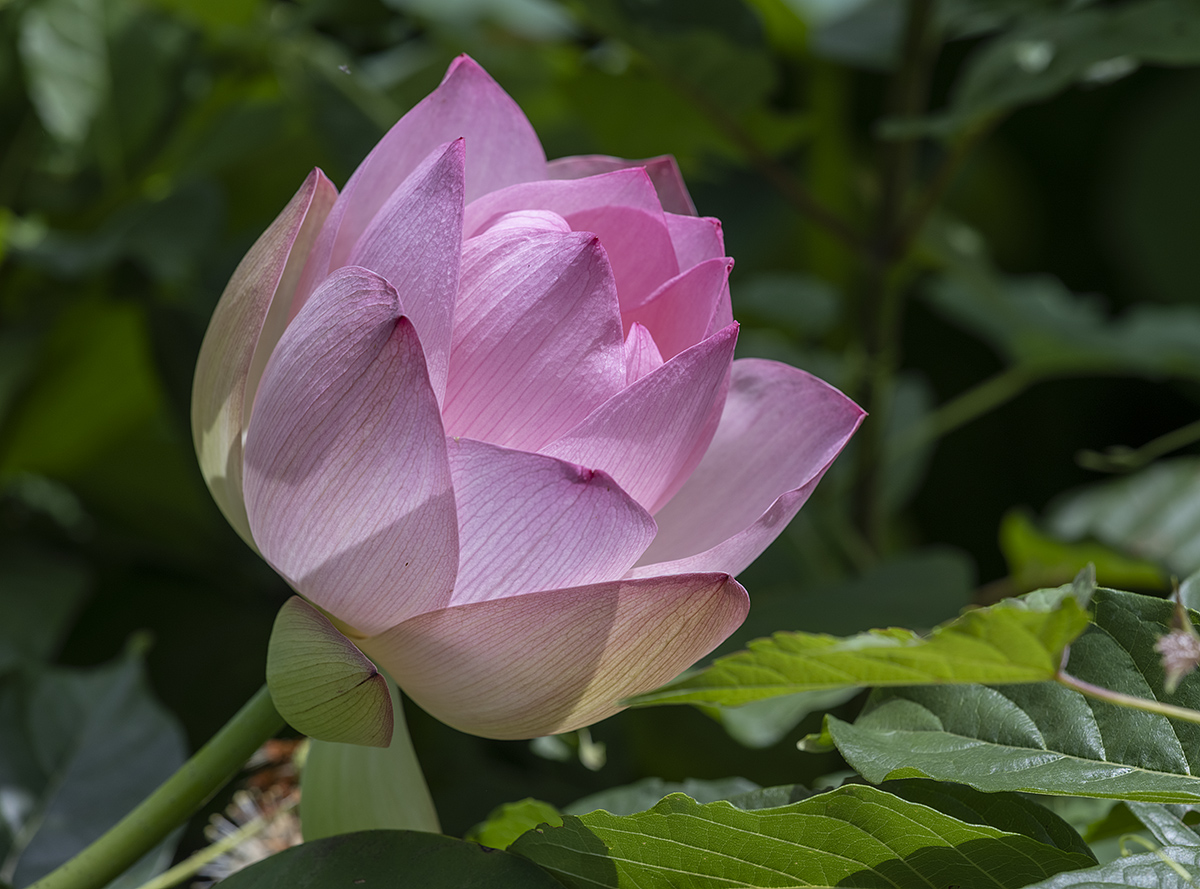 Lotus in its prime