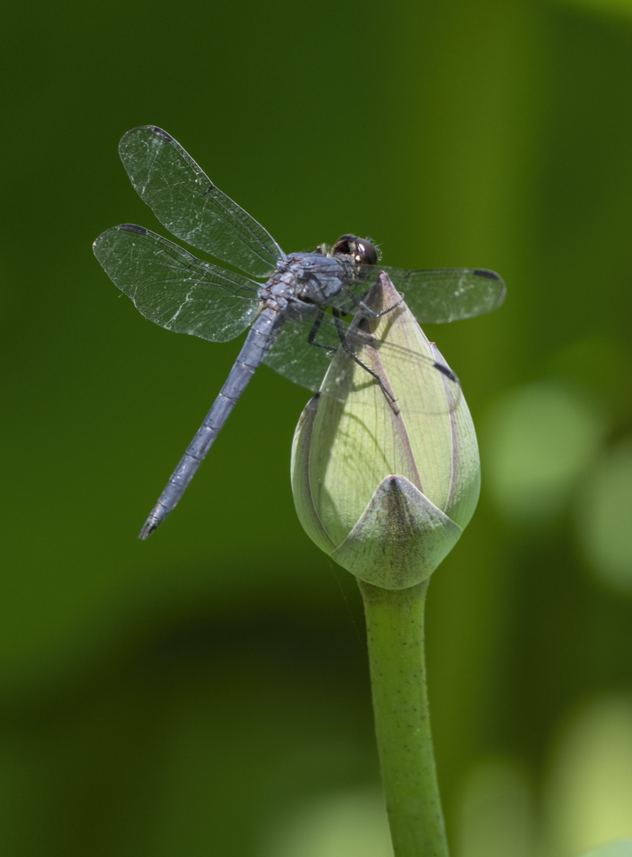Dragonfly on a lotus bud