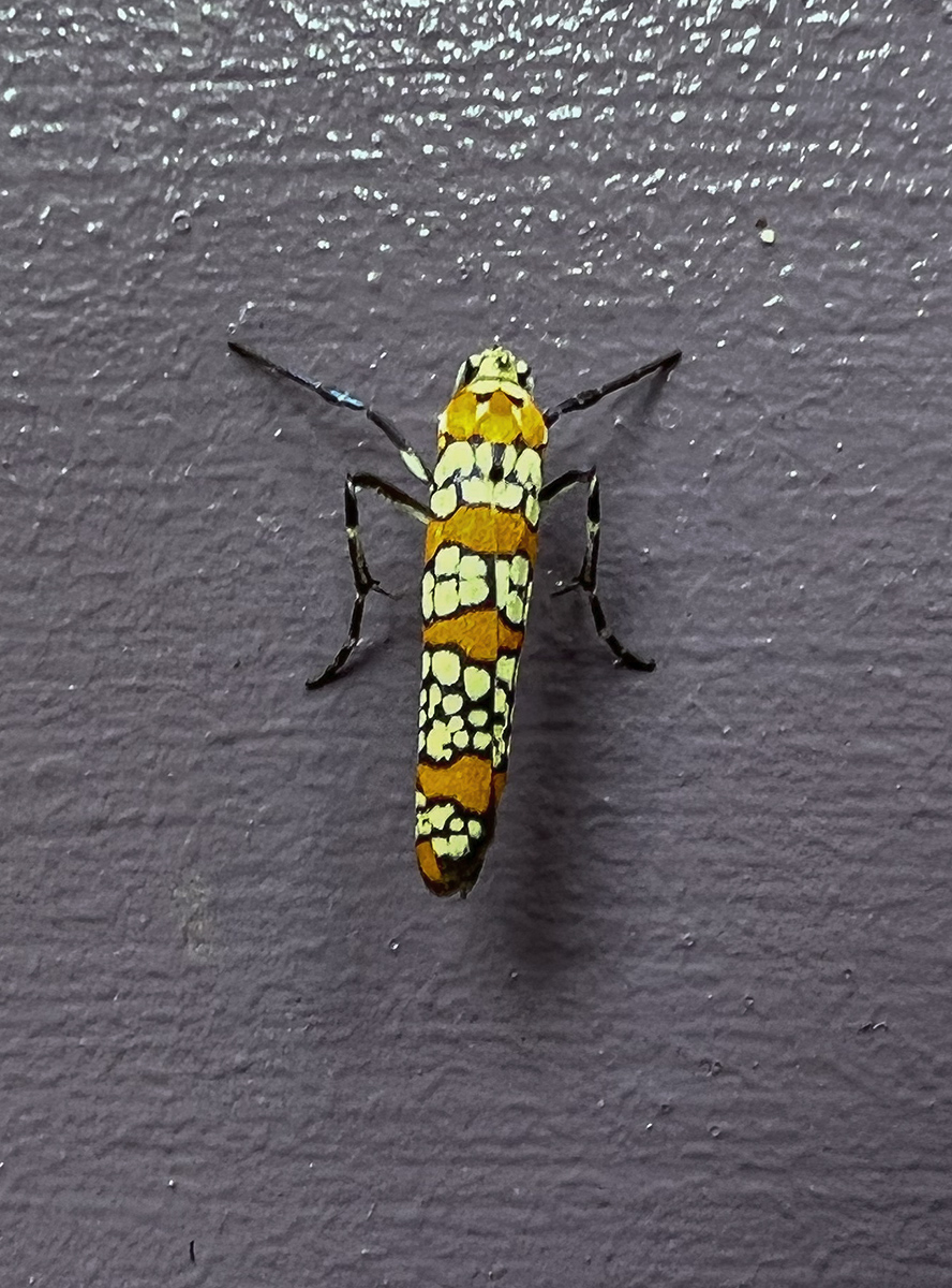 Mystery visitor