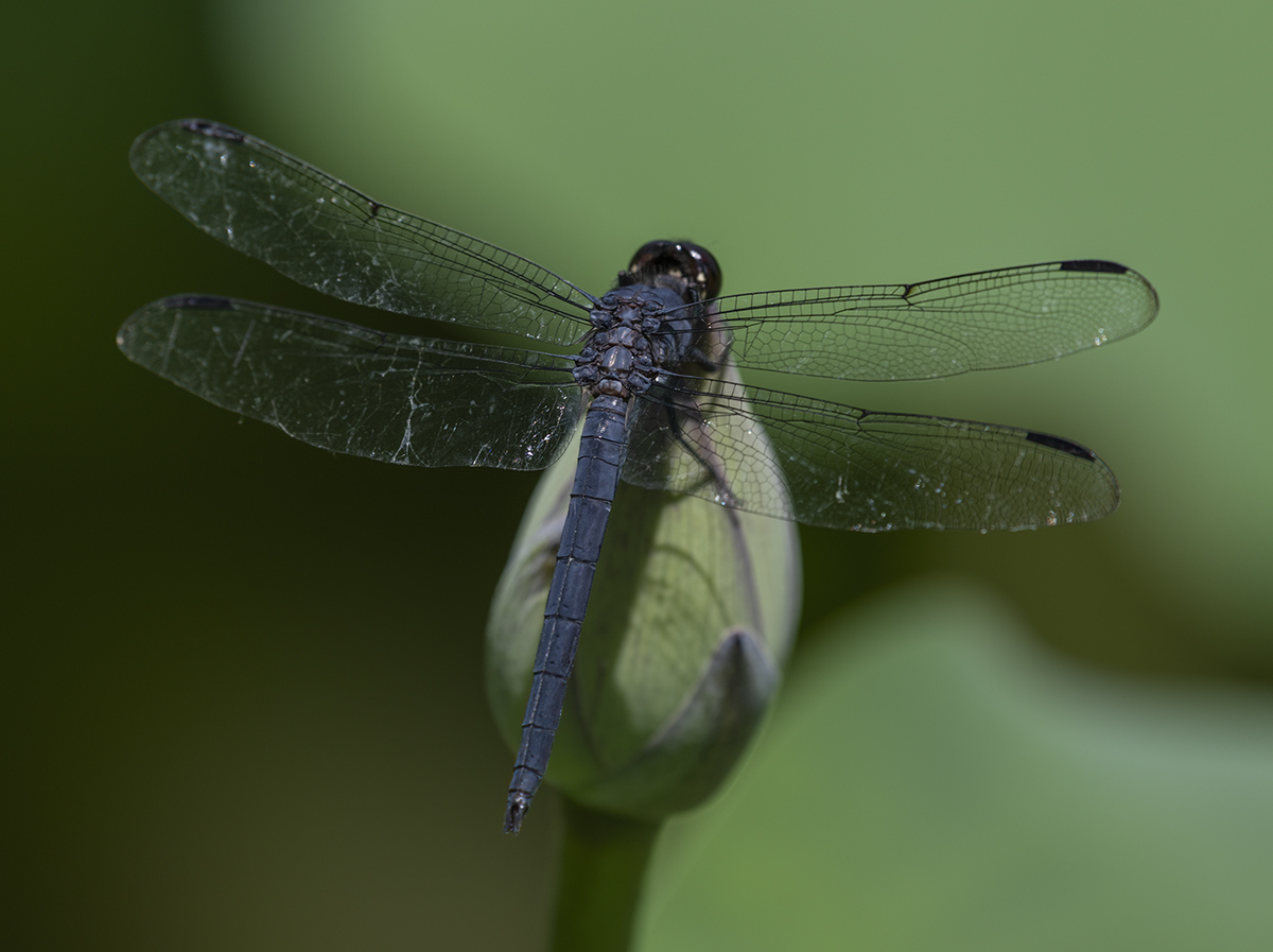 Dragonfly on lotus bud