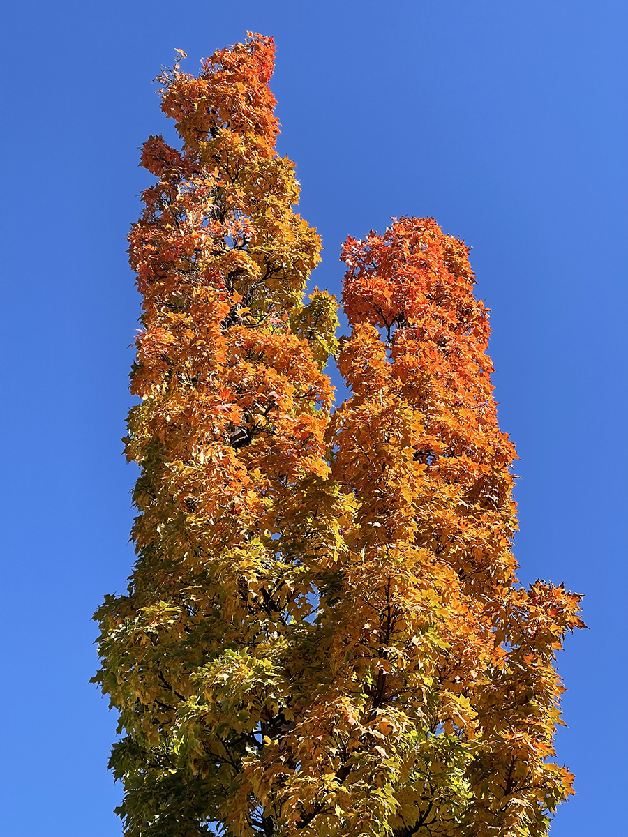 Fall arrives on Capitol Hill