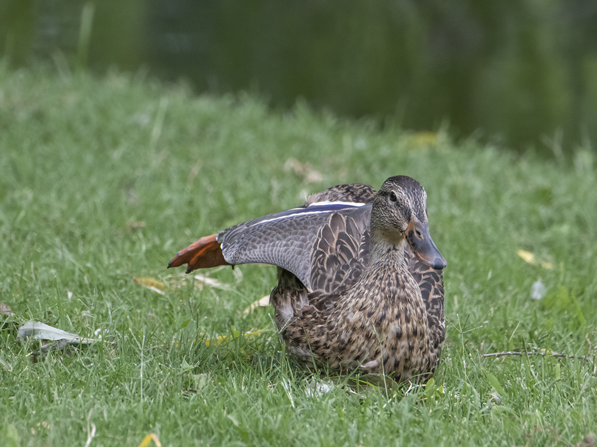 Duck yoga