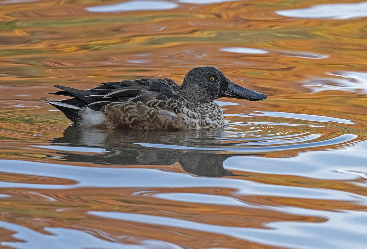 Shoveler in fall waters