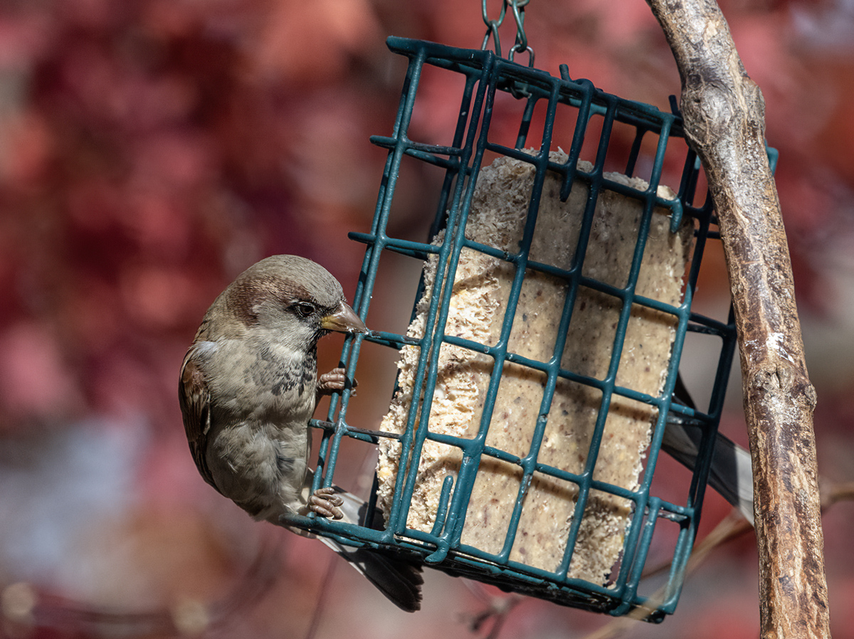 Determined sparrow