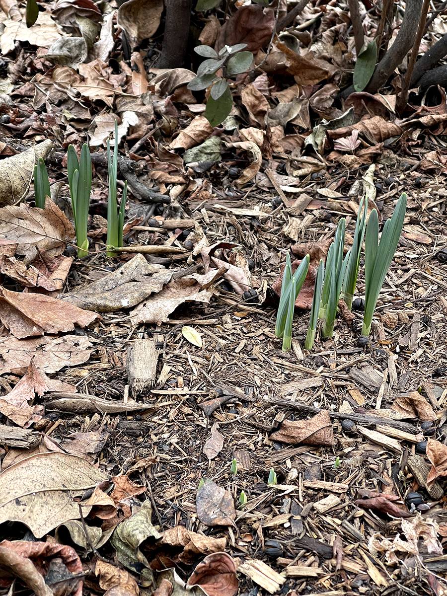 Spring has arrived in DC