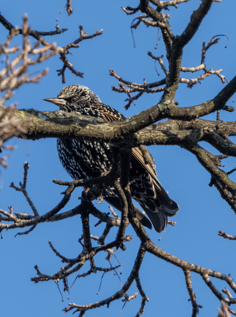Hiding in the branches