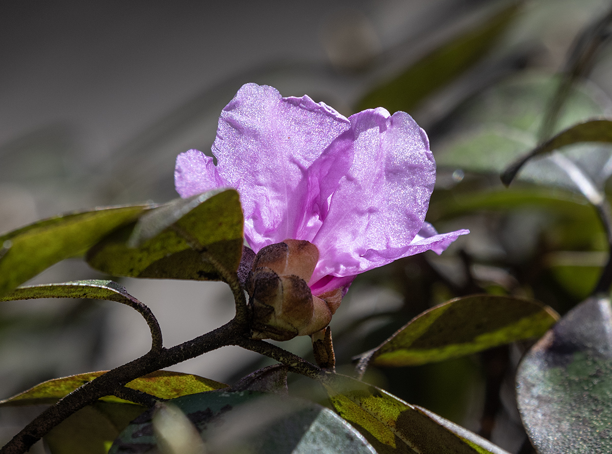 Now our azaleas are blooming