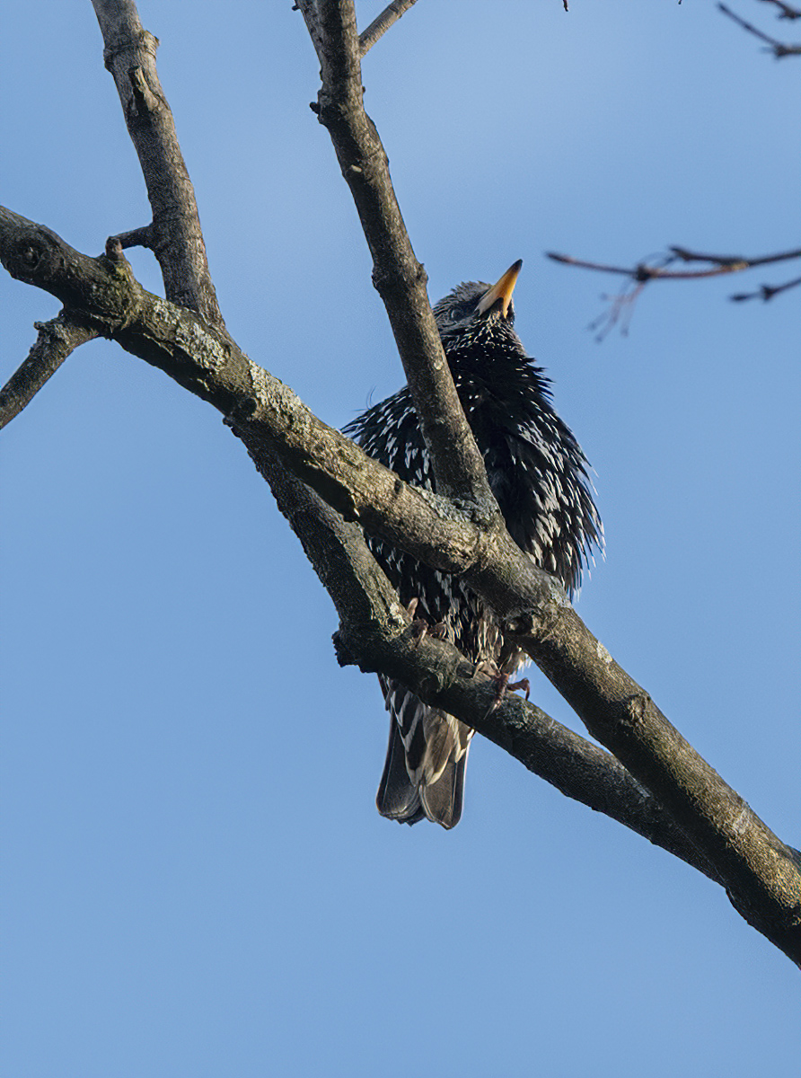 High-up starling