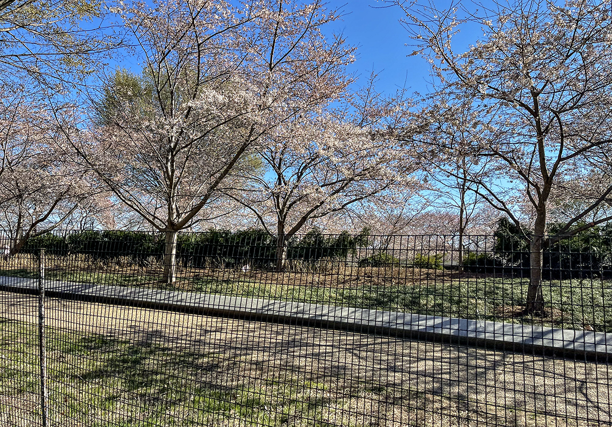 The start of the cherry blossoms