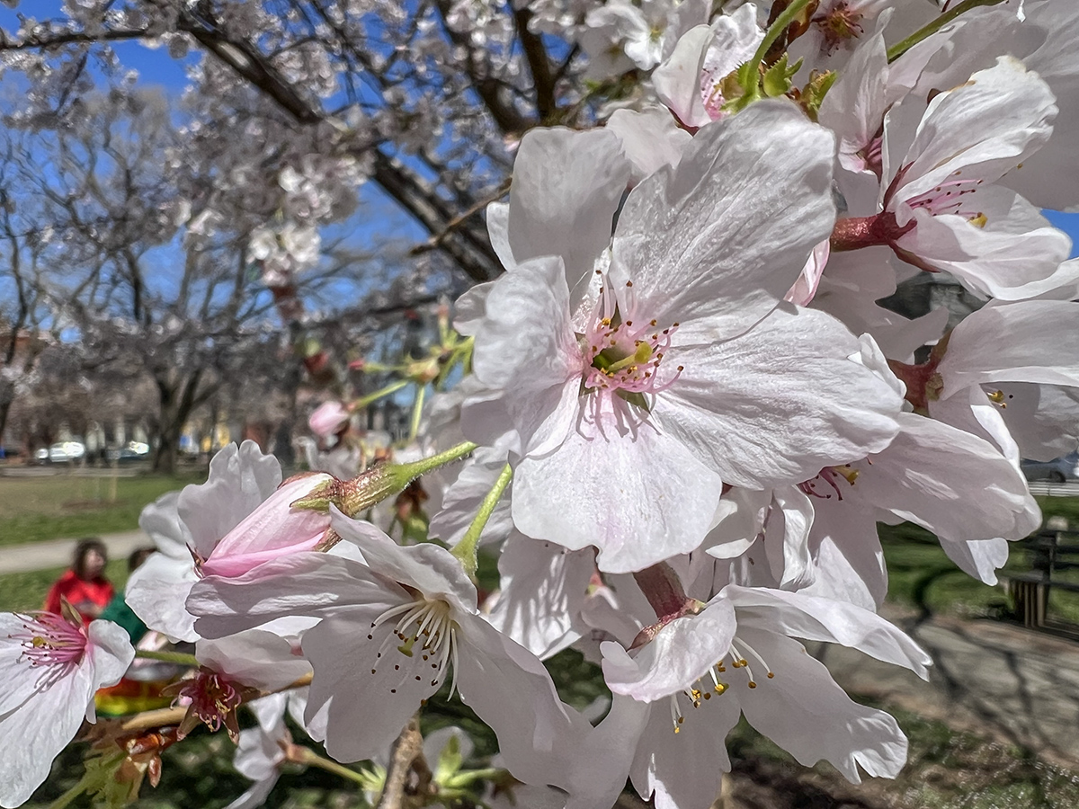Cherry blossoms up close and personal