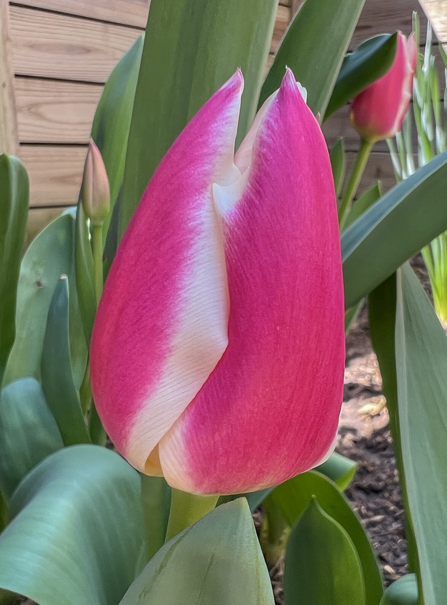 Spring has really sprung!